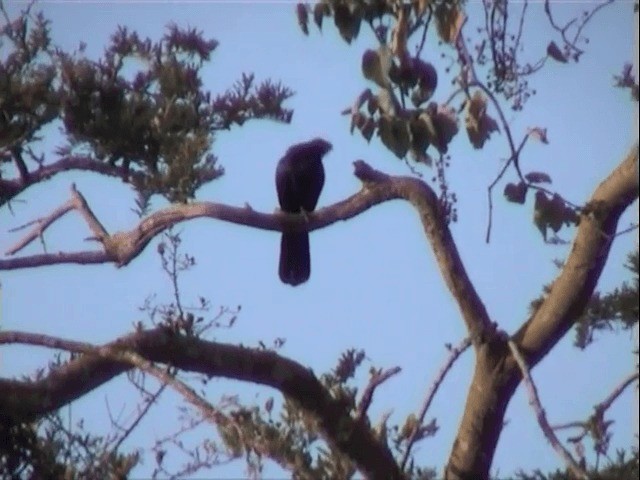 Ross's Turaco - ML201539461