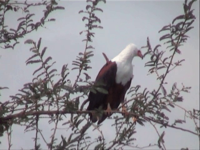 African Fish-Eagle - ML201539481