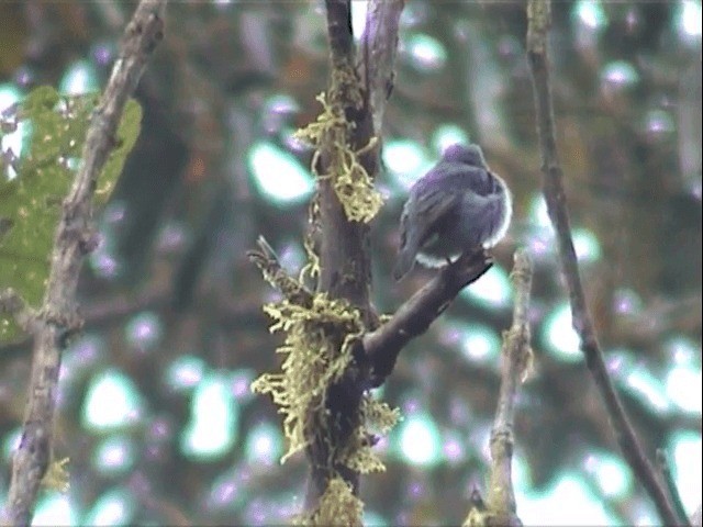 Yellow-footed Flycatcher - ML201539491