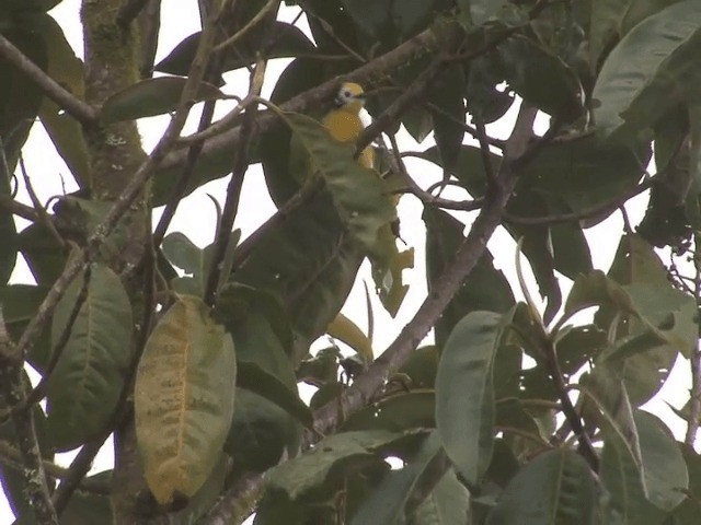 Golden-fronted Redstart (Yellow-fronted) - ML201539571