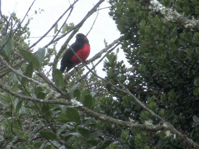 Scarlet-bellied Mountain Tanager (Scarlet-bellied) - ML201539641