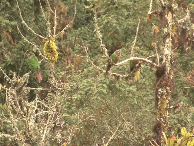 Conure à poitrine brune - ML201539661