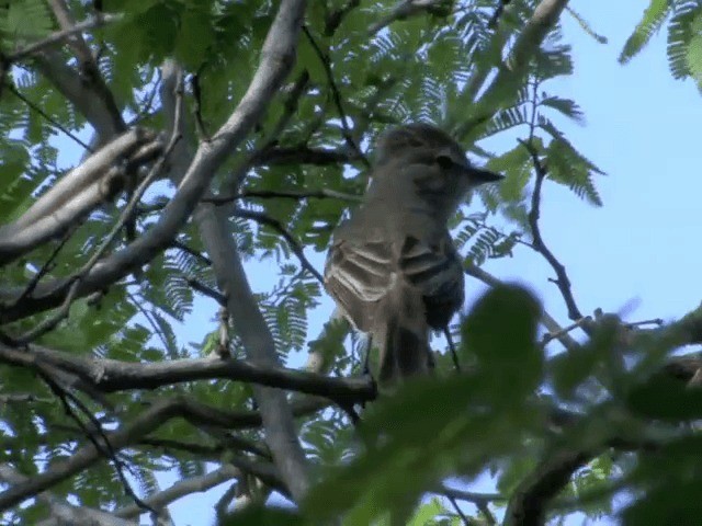 Northern Scrub-Flycatcher - ML201539701