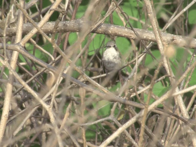 Red-billed Emerald - ML201539711