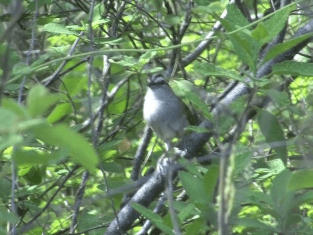 Tocuyo Sparrow - ML201539731