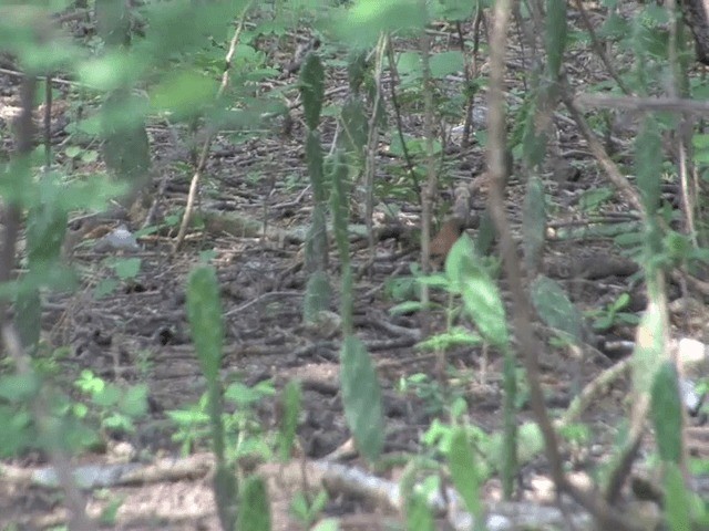 White-whiskered Spinetail - ML201539771