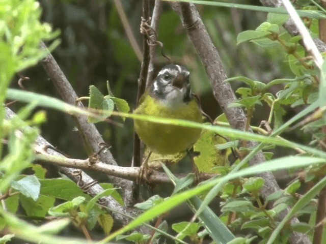 Santa Marta Warbler - ML201539901