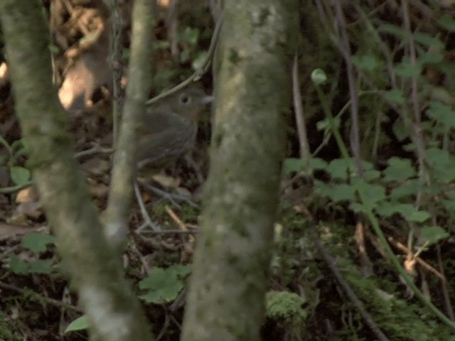 Santa Marta Antpitta - ML201539911