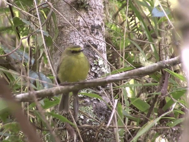 Yellow-bellied Chat-Tyrant - ML201539951