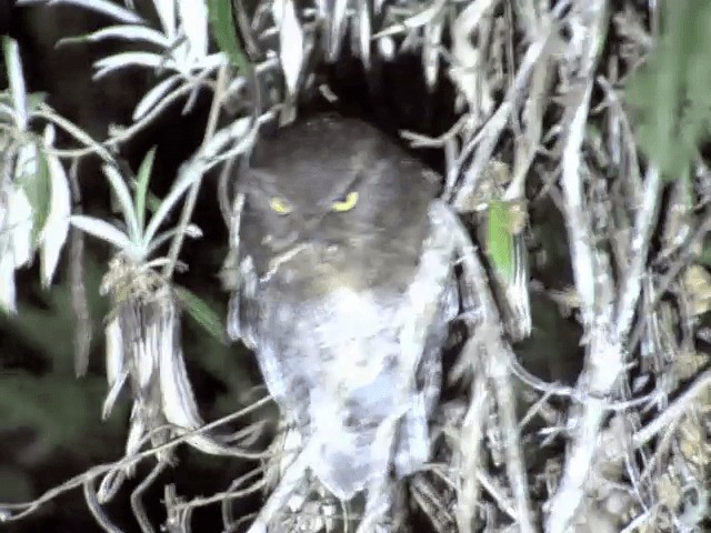 Santa Marta Screech-Owl - ML201539961