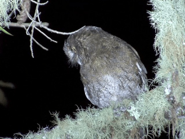Santa Marta Screech-Owl - ML201539971