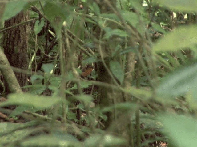 Rusty-breasted Antpitta (Rusty-breasted) - ML201539991