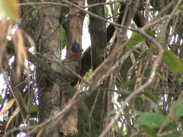 Sooty-headed Wren - ML201540001