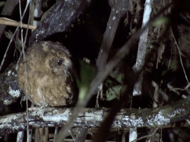 Cinnamon Screech-Owl - ML201540011