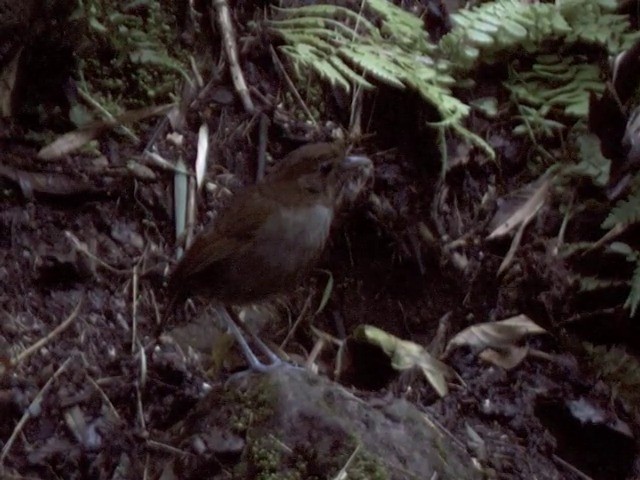 Grallaire d'Urrao - ML201540031