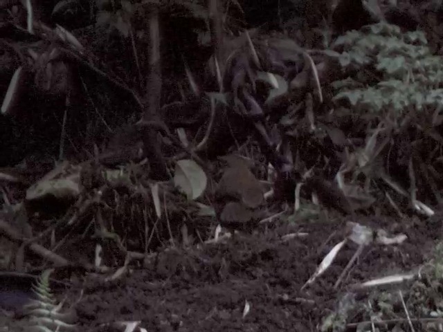 Grallaire d'Urrao - ML201540041