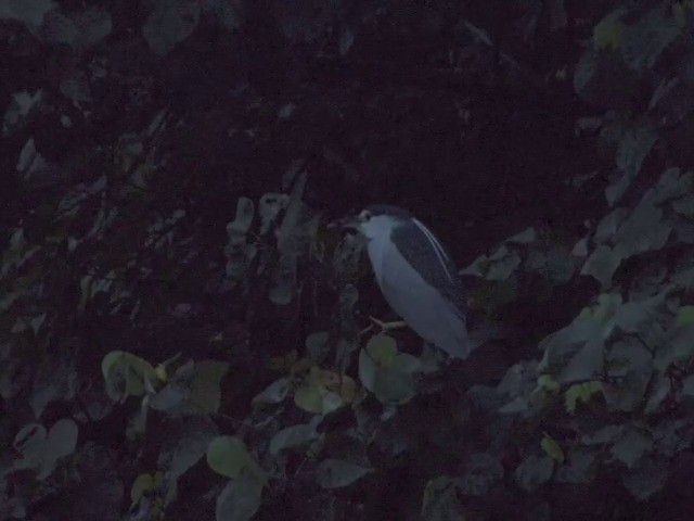 夜鷺(nycticorax) - ML201540081