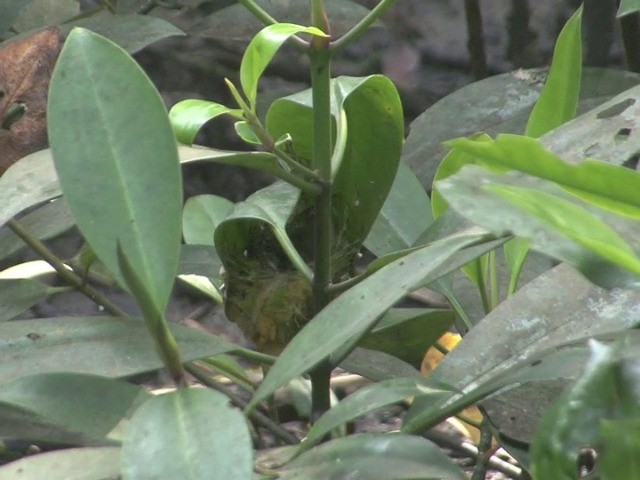 Ashy Tailorbird - ML201540101