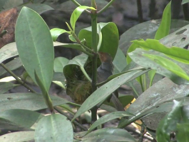 Ashy Tailorbird - ML201540111