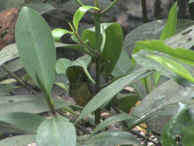 Ashy Tailorbird - ML201540121