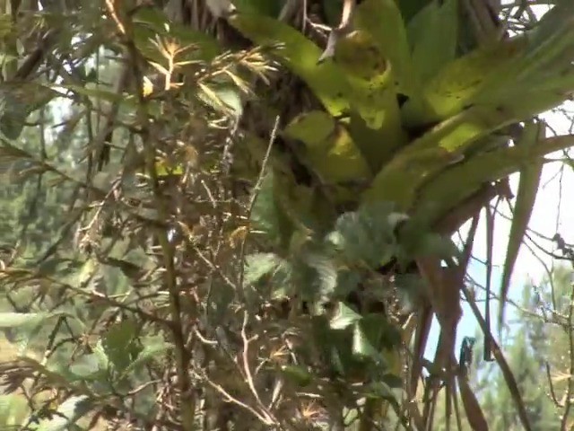 Green Jay (Inca) - ML201540151