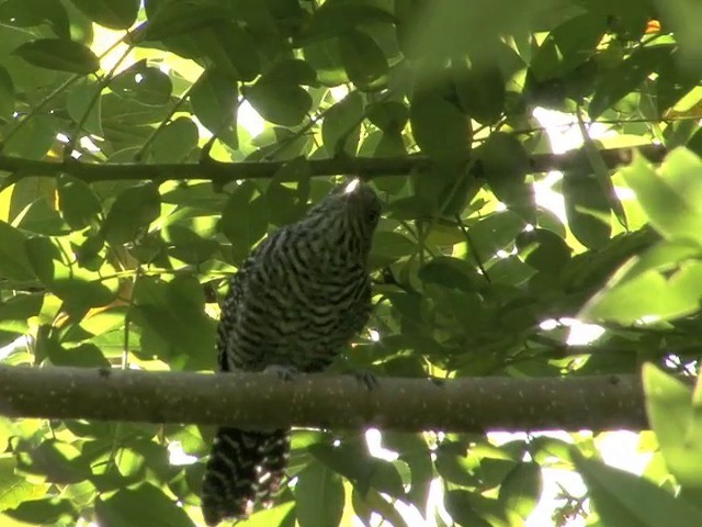 Barred Antshrike (Barred) - ML201540161