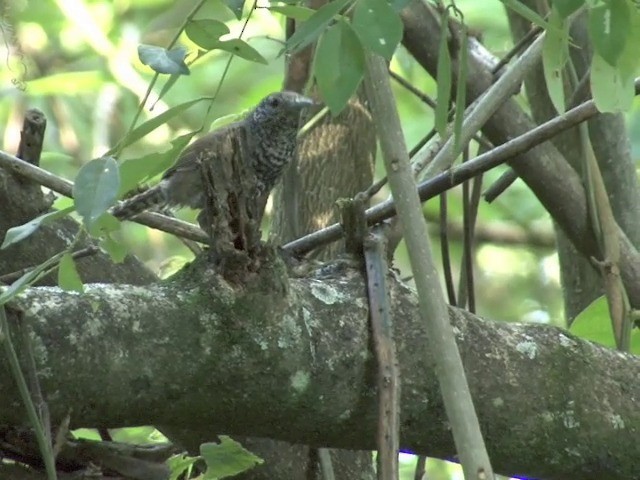 Speckle-breasted Wren (Colombian) - ML201540211