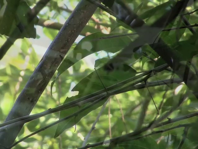 Slate-headed Tody-Flycatcher - ML201540221