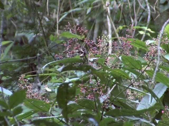 Yellow-headed Manakin - ML201540281