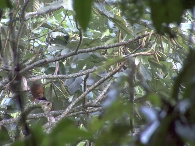 Colombian Chachalaca - ML201540291
