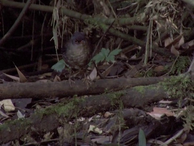 Slaty-backed Nightingale-Thrush (Slaty-backed) - ML201540351