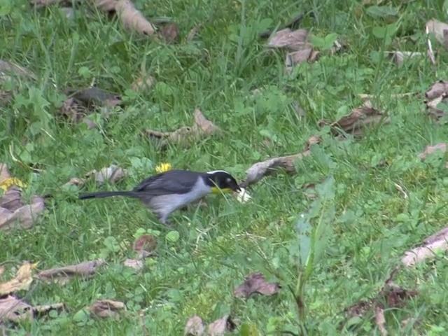 White-naped Brushfinch (Yellow-throated) - ML201540491