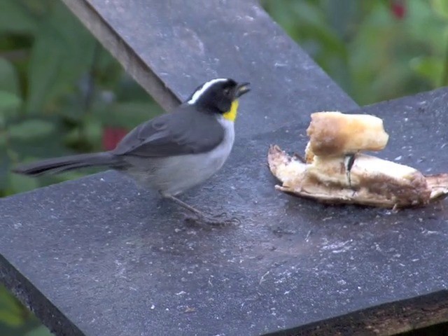 White-naped Brushfinch (Yellow-throated) - ML201540531