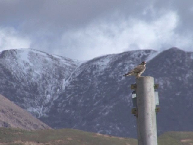 Saker Falcon - ML201540611