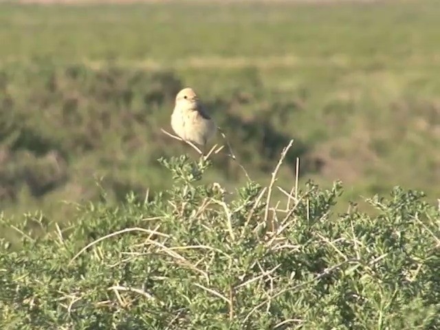 Isabelline Shrike (Chinese) - ML201540631