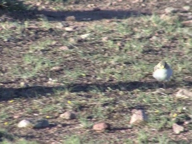 hvitkinnfjellspurv - ML201540691