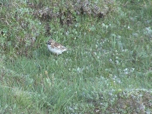 Tibetan Snowfinch - ML201540791