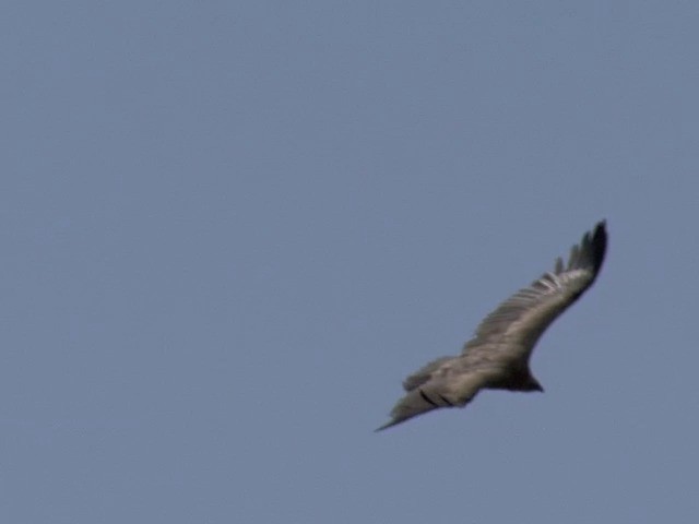 Himalayan Griffon - ML201540821