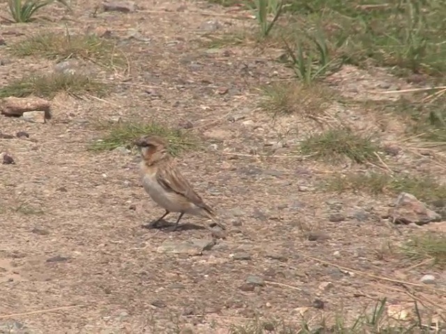 Rufous-necked Snowfinch - ML201540841