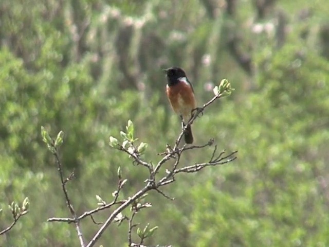 Siberian Stonechat (Przevalski's) - ML201540851