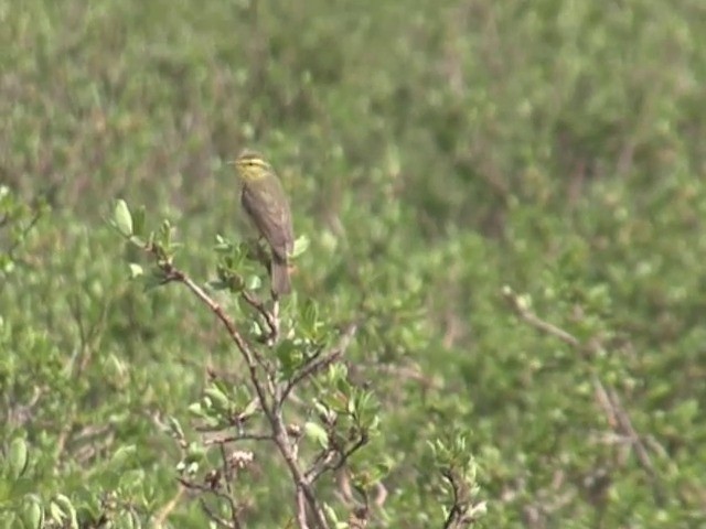 Tickell's Leaf Warbler (Alpine) - ML201540861