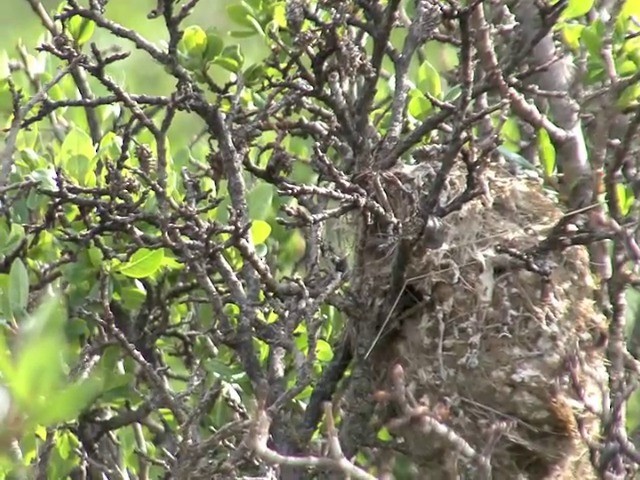 White-browed Tit-Warbler - ML201540881