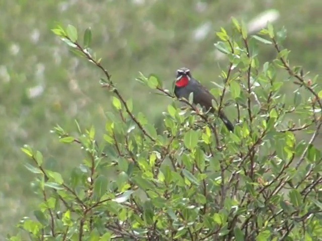 Chinese Rubythroat - ML201540891