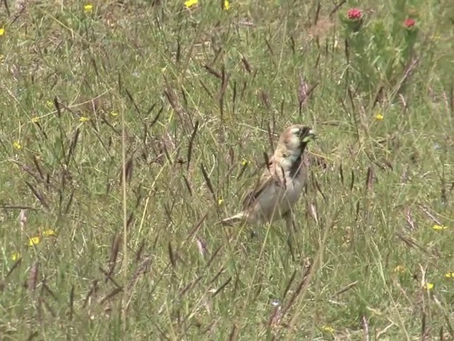 Pere David's Snowfinch - ML201540931