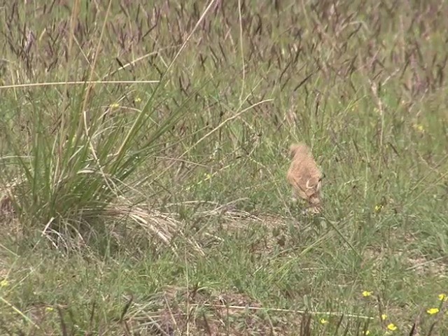 モウコユキスズメ - ML201540941