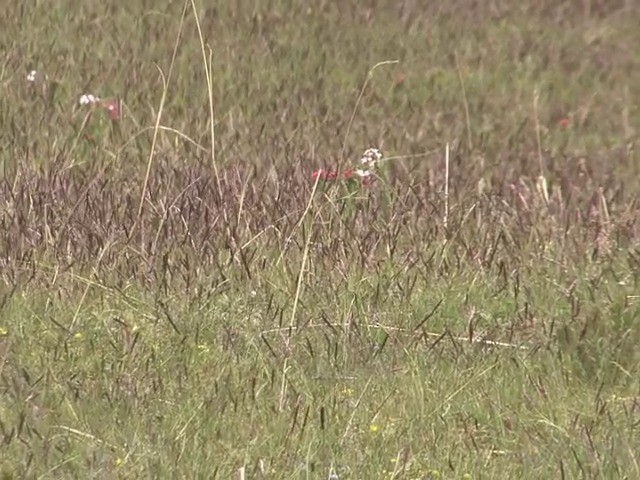 モウコユキスズメ - ML201540951