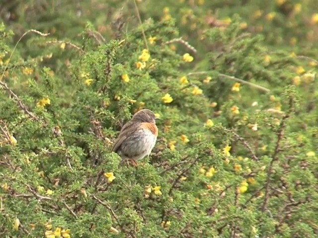 ムネアカイワヒバリ - ML201541041