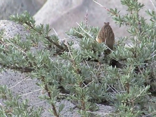 ムネアカイワヒバリ - ML201541051