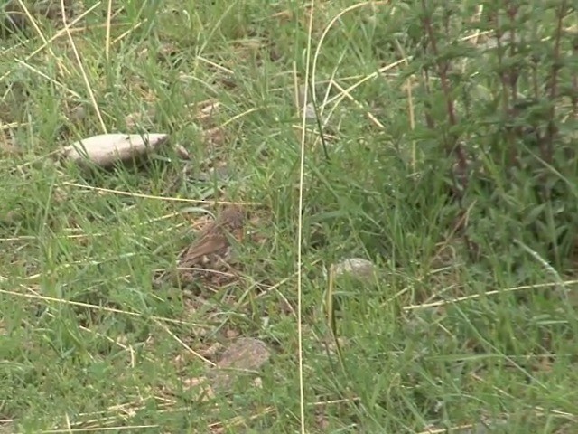 ムネアカイワヒバリ - ML201541061