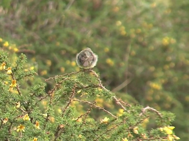 Tickell's Leaf Warbler (Alpine) - ML201541081